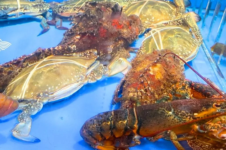 店内水槽から供される鮮魚